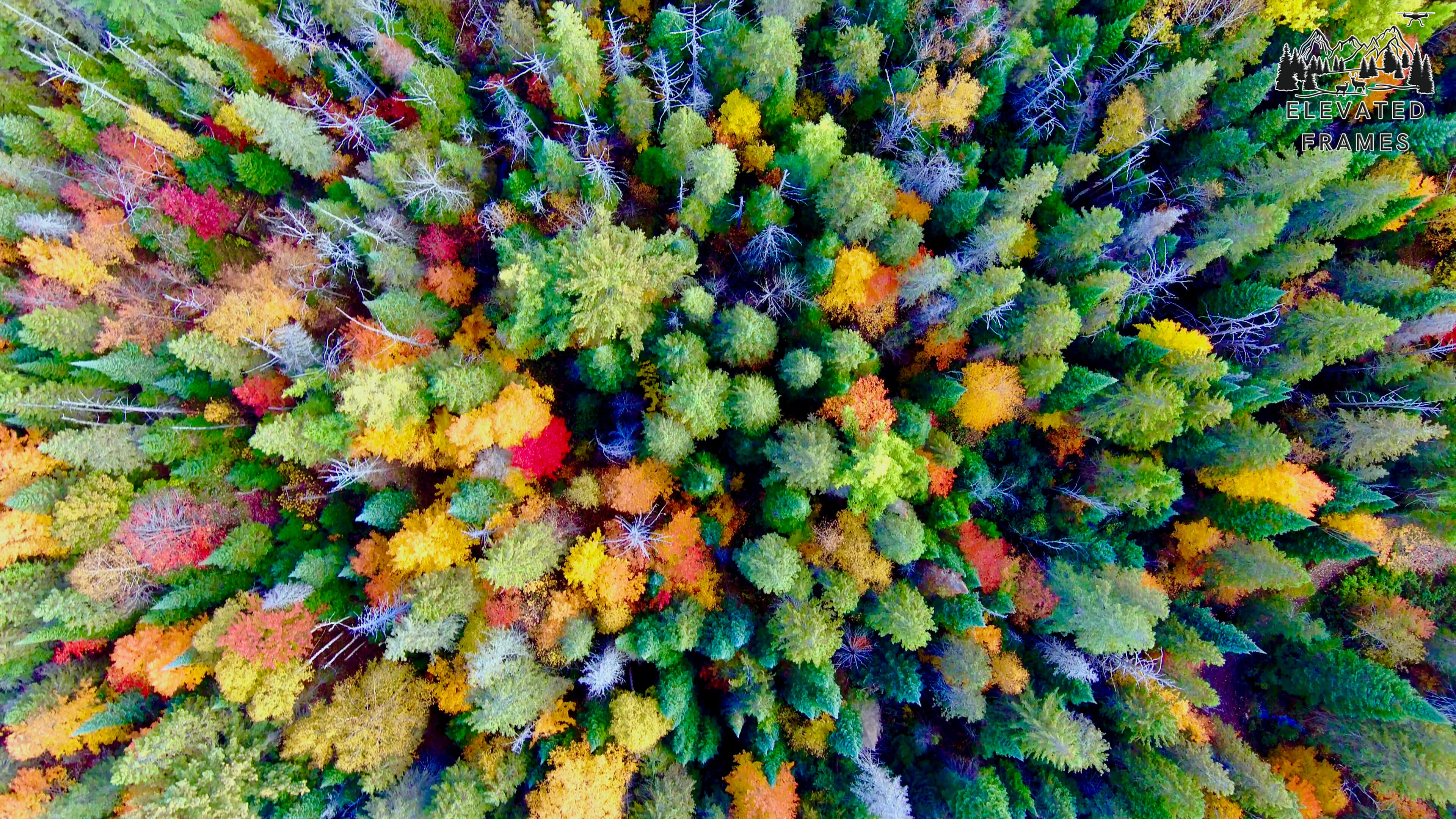 Dense northern forest canopy from directly above